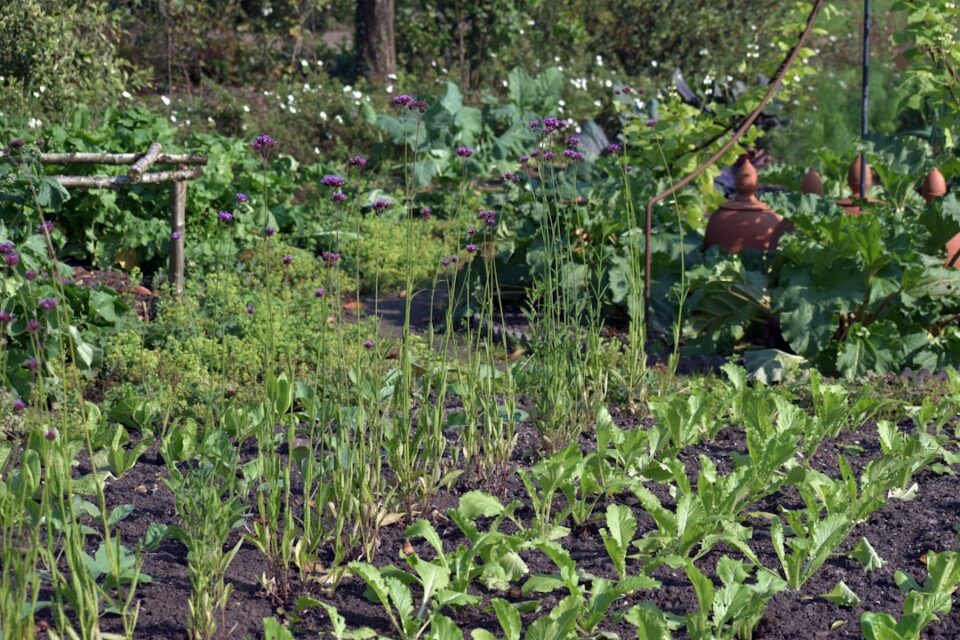 companion planting in organic gardens with mixed vegetable beds, herbs, and flowers