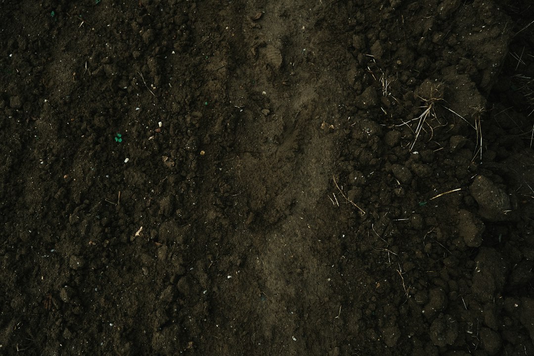 Cover image showing a no dig garden bed with layered cardboard, compost, mulch, and seedlings